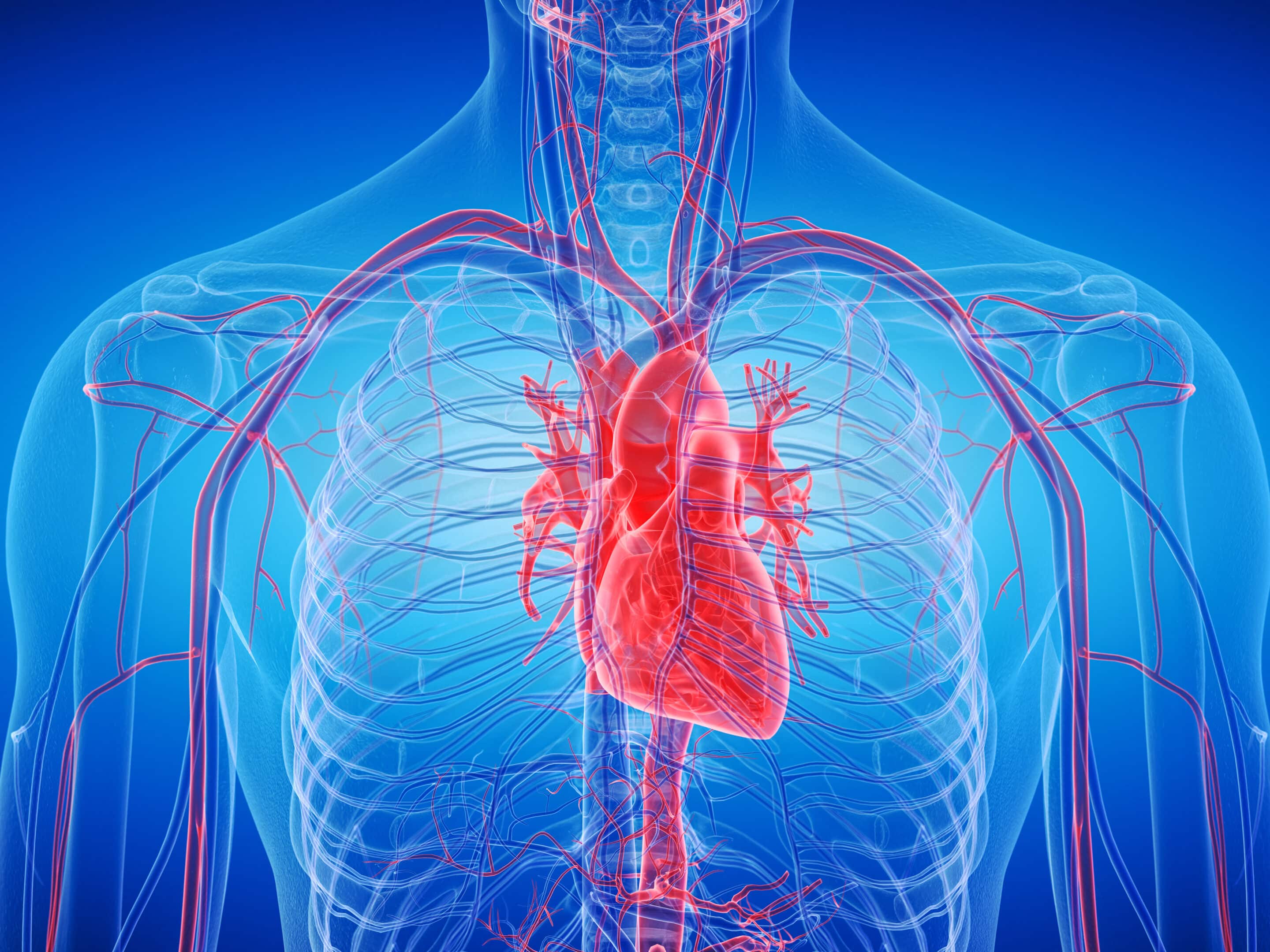 3d rendered medically accurate illustration of the human heart